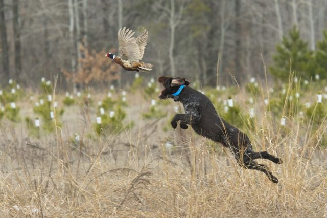 chien de chasse