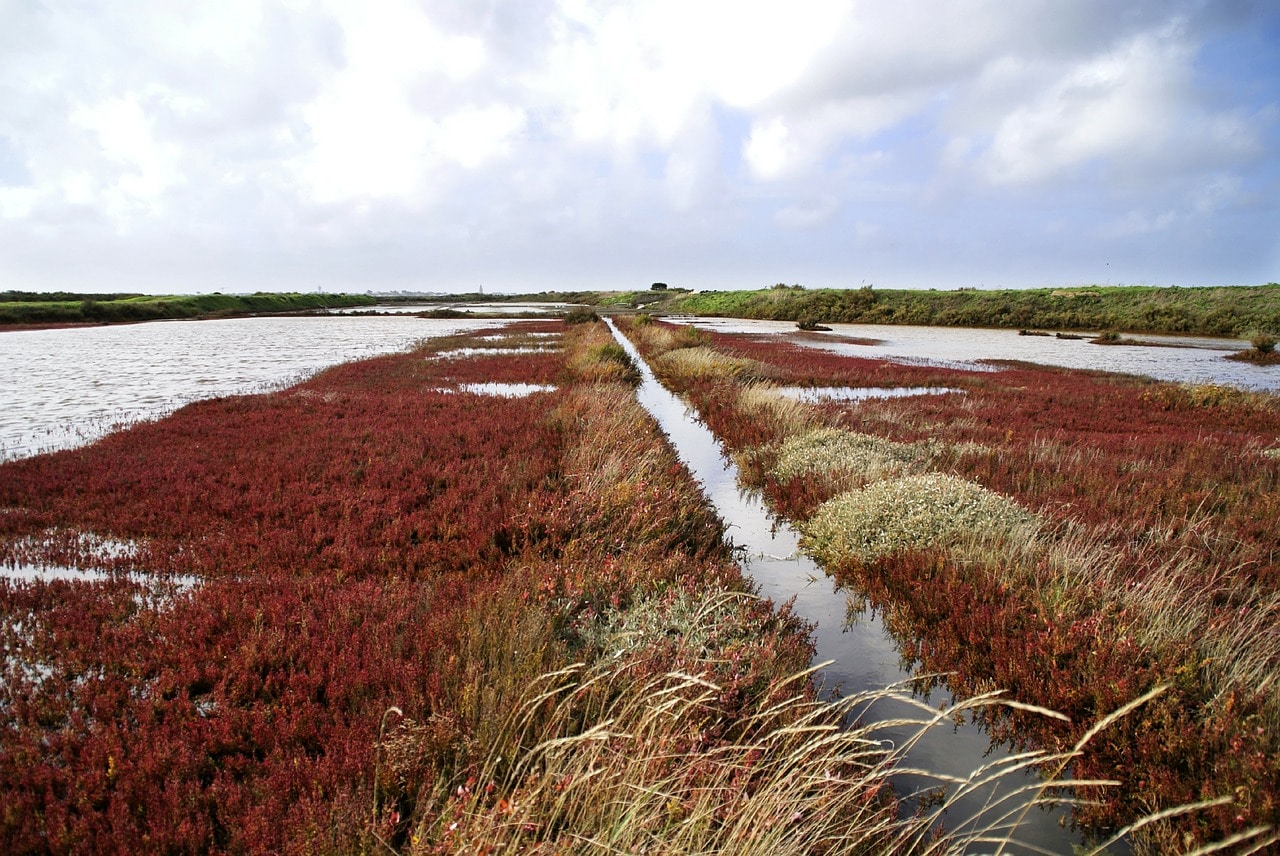 marais salant guerande