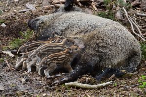 sanglier et marcassins