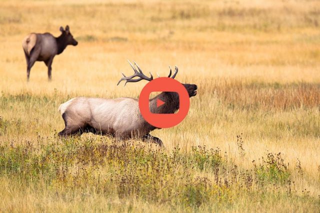 video de chasse