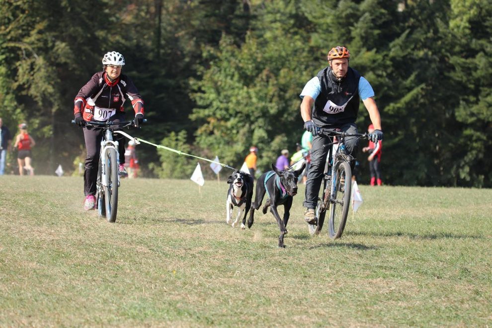 Pratiquer le canicross : comment entraîner son chien ?